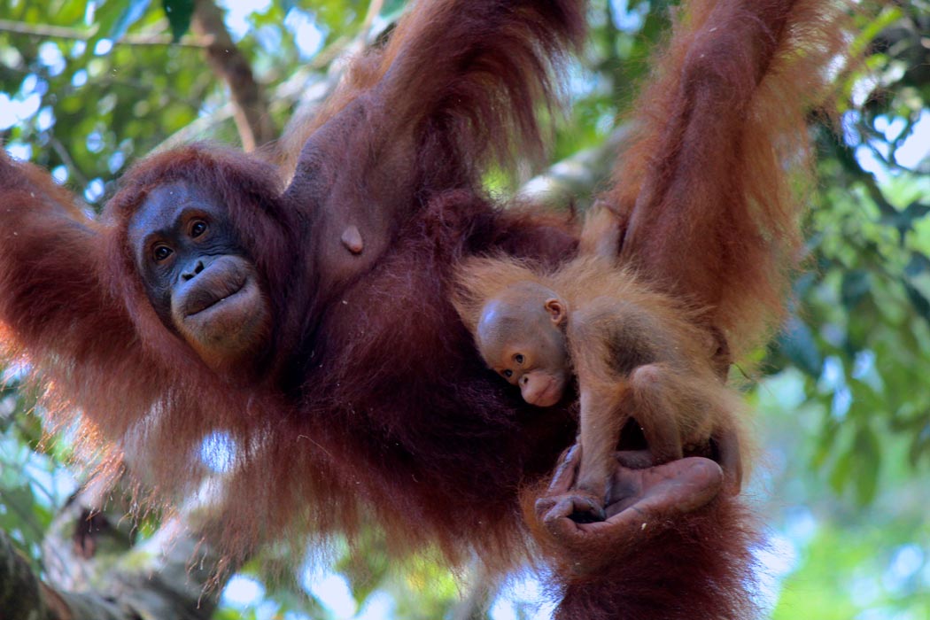 Orangutan and her baby in Borneo. Orangutan and her baby in Borneo.