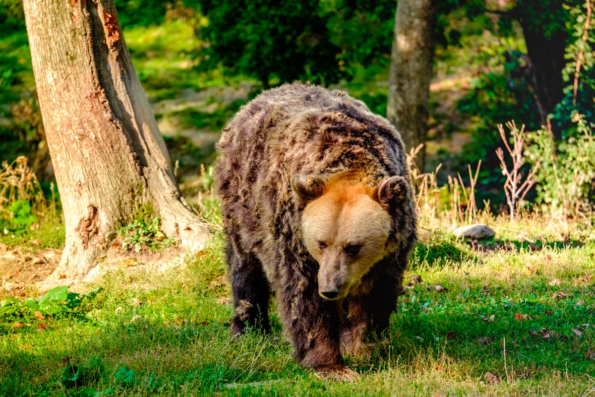 Libearty Bear Sanctuary in Romania: a Big Dream for Giant Mammals