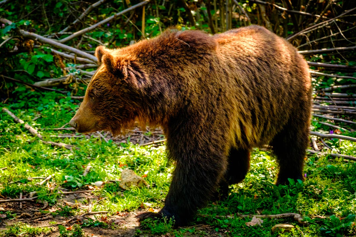 Libearty Bear Sanctuary in Zărnești