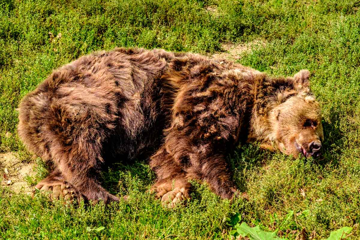 Libearty Bear Sanctuary in Zărnești