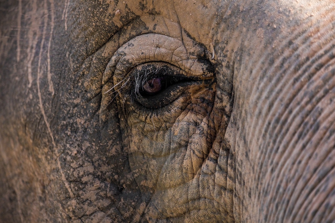 elephants in Thailand