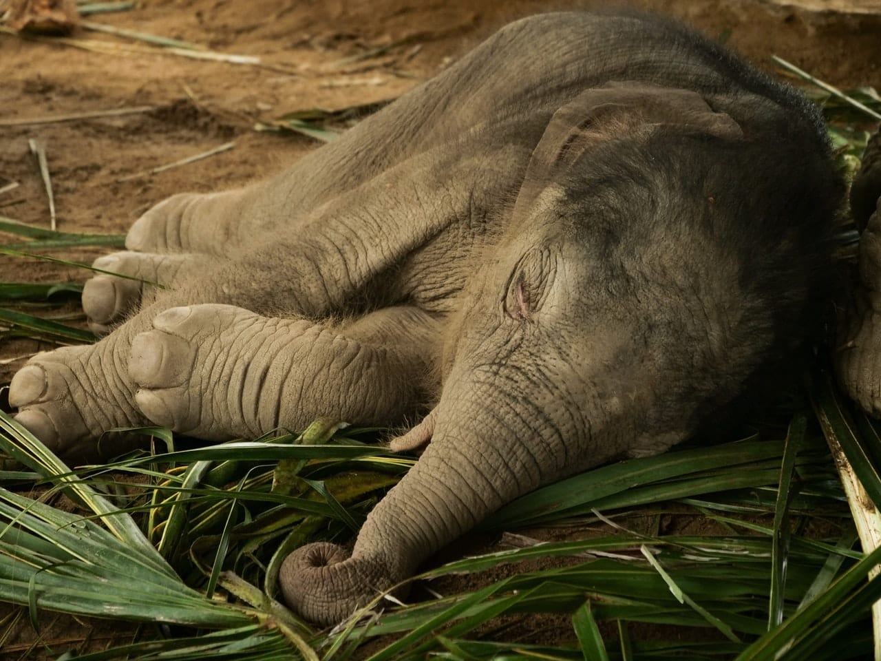 elephants in Thailand