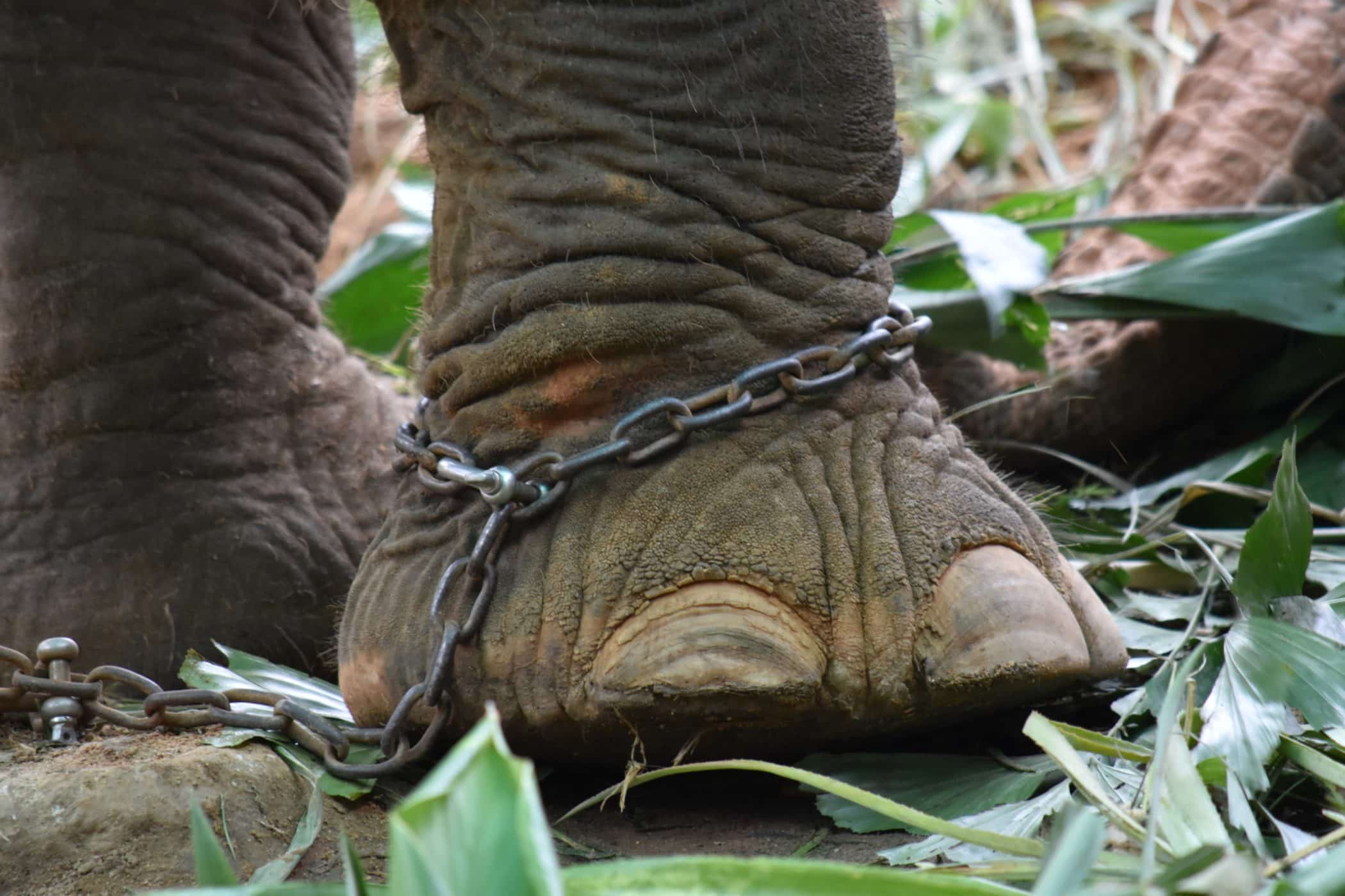 Elephants in Thailand