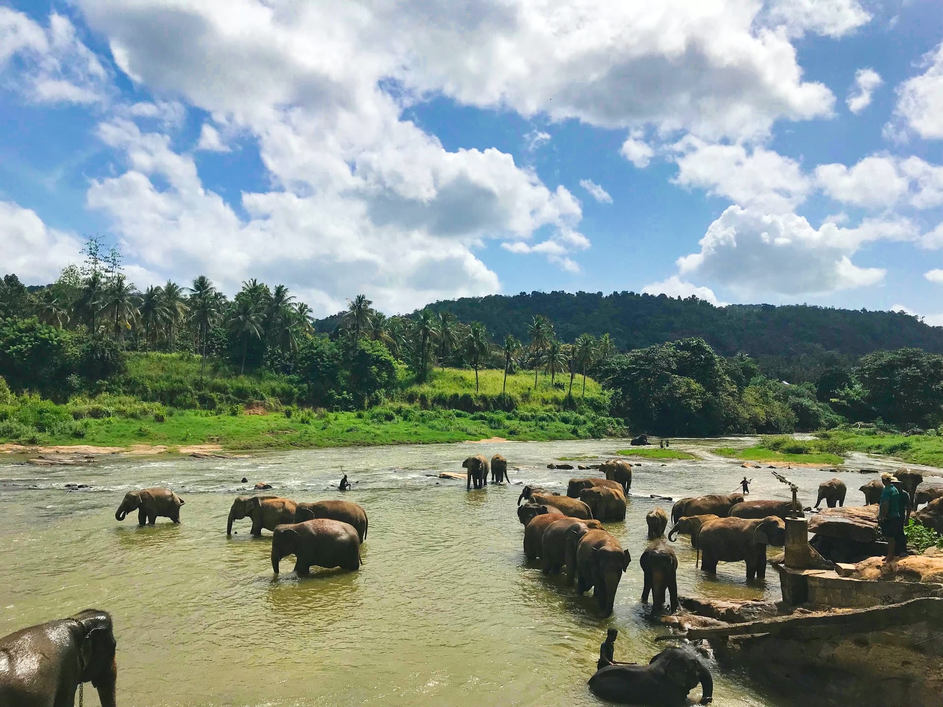 elephants in Thailand