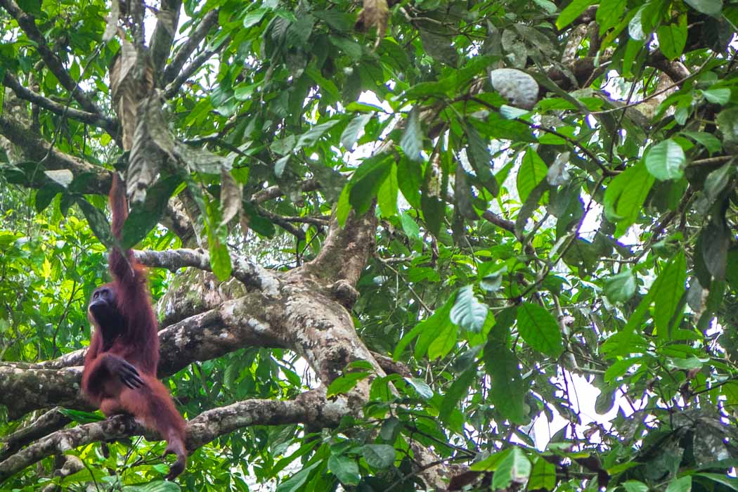 Orangutans in Borneo