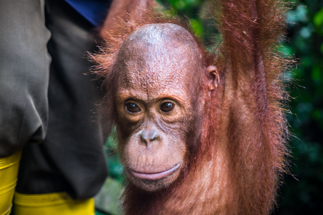 A young orangutan with a ranger at the Sepilok Orangutan Rehabilitation Center. how to see orangutans in Borneo independently