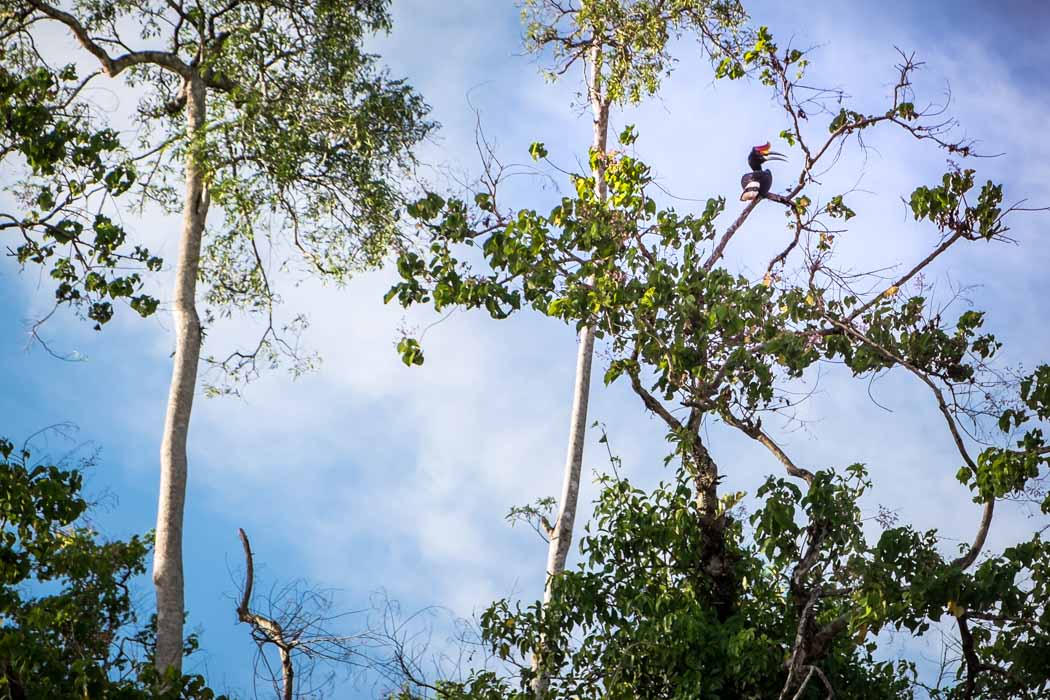 A hornbill spotted on the Kinabatangan River. how to see orangutans in Borneo independently