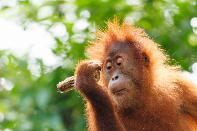 see orangutans in Borneo