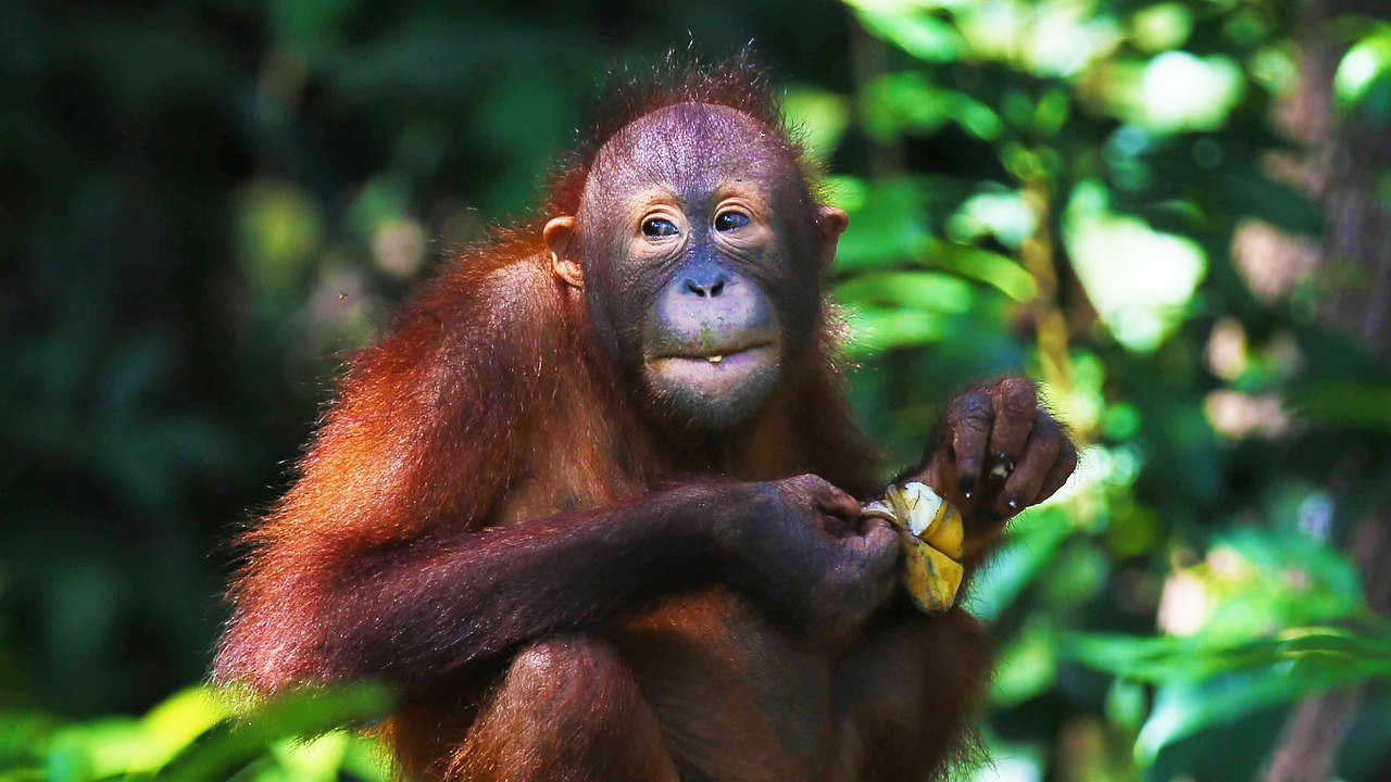 see orangutans in Borneo