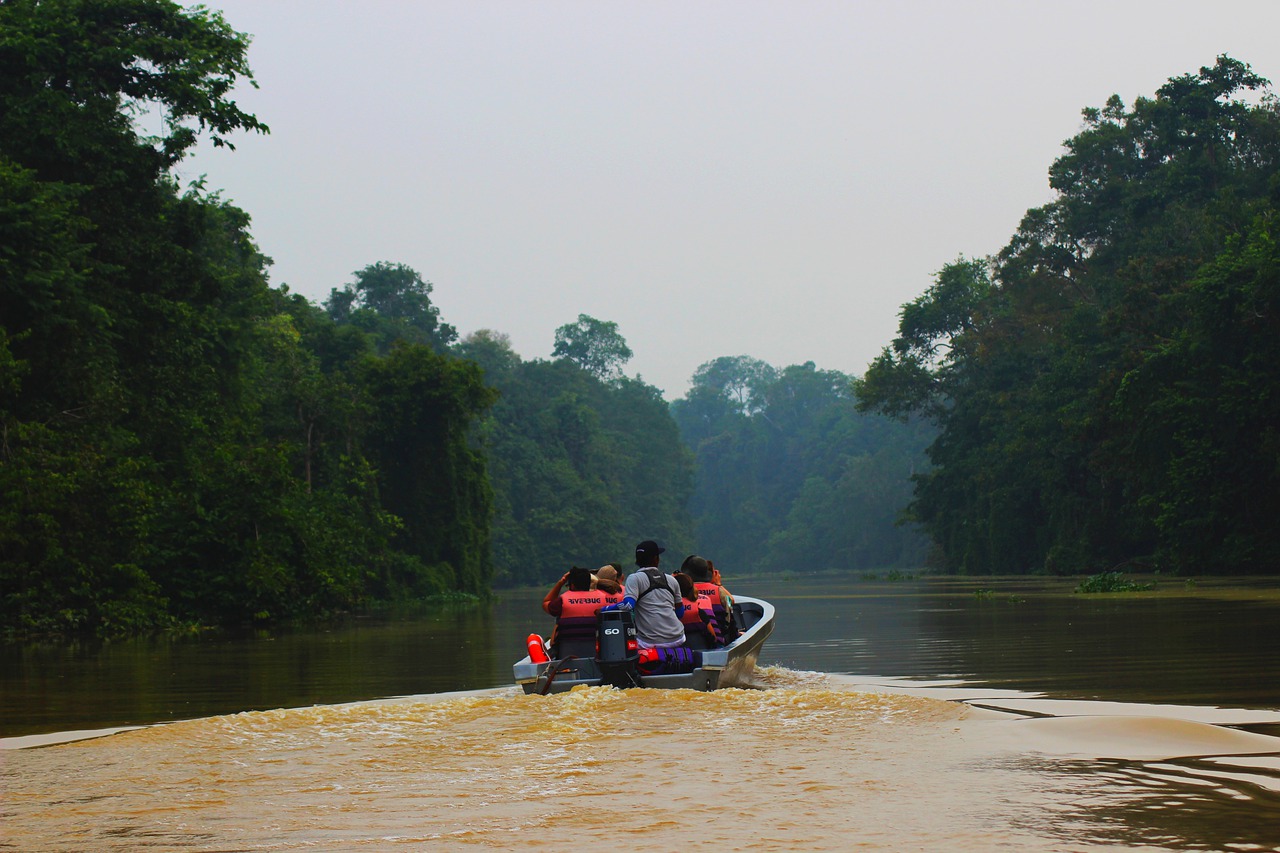 see orangutans in Bornoe