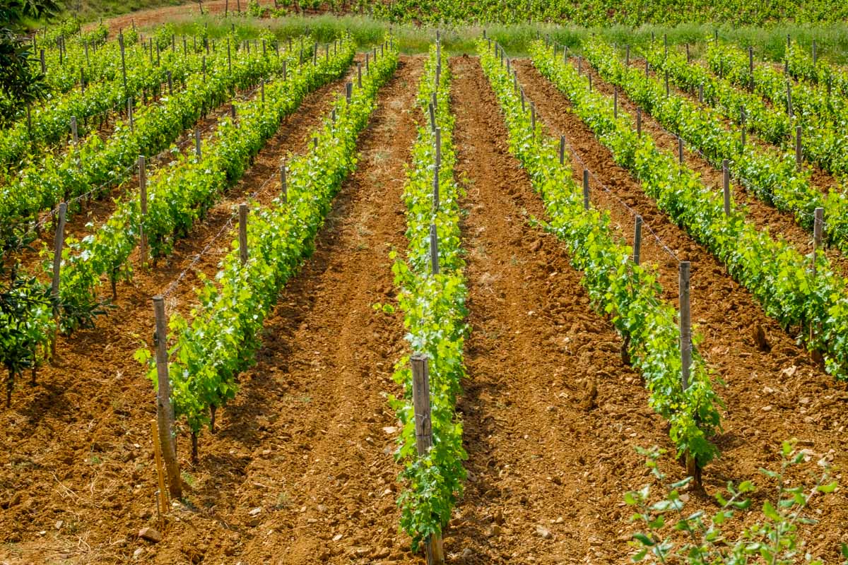 Costa Brava wineries