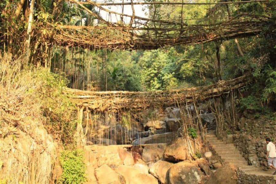 Meghalaya tree bridges