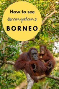 Practial tips on how to see orangutans in Borneo independently. #Borneo #orangutans #SEAsia