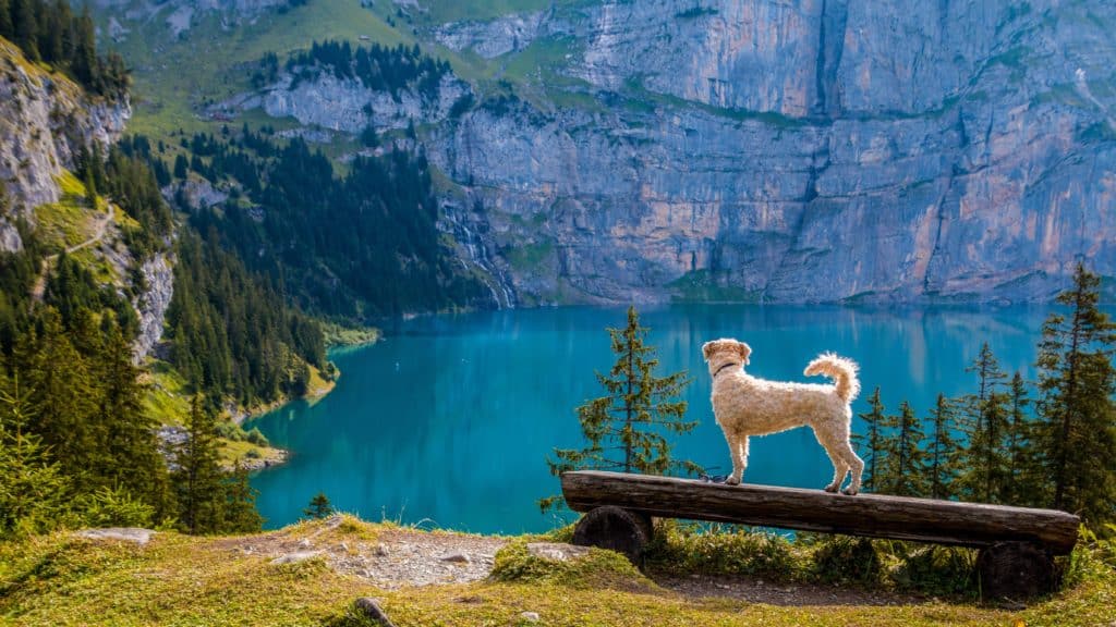 6 Must-Have Dog Apparel and Accessories for Travel – Nomad is Beautiful