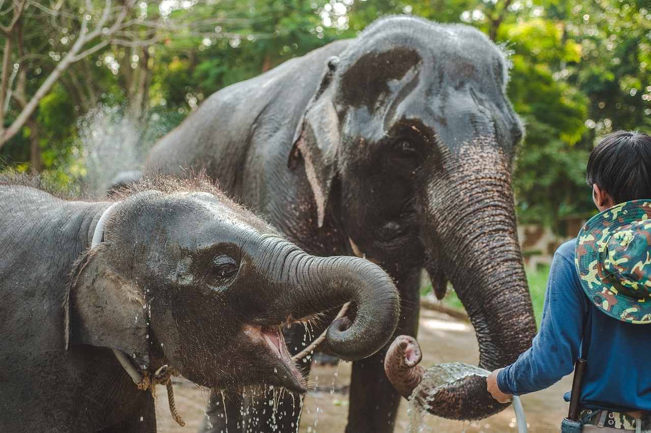 Elephant Bathing, Thailand