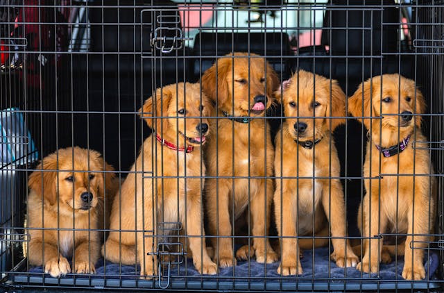 在公路旅行期间保证您的爱犬安全和娱乐的方法