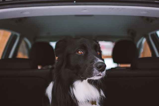 在公路旅行期间保证您的爱犬安全和娱乐的方法