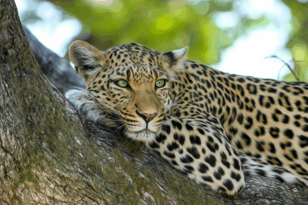 Best Countries To See Big Cats